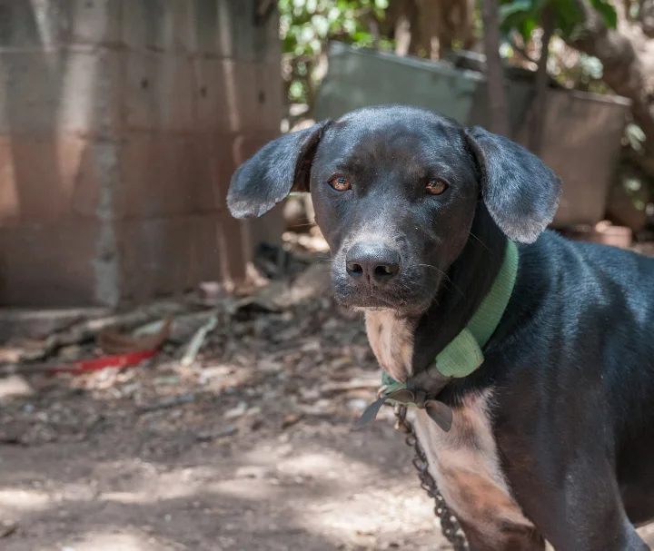 A black dog wearing a green collar beside a wooden fence · Dog photo — Pictures of Dog