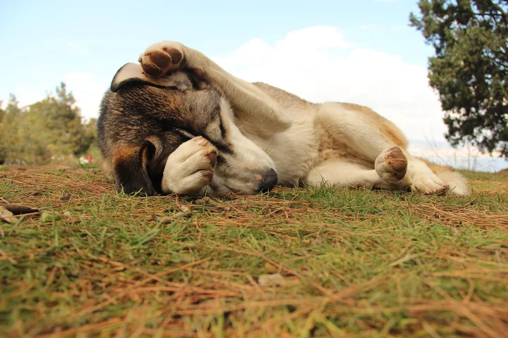 Tan dog curled on grass with its paws near its head · Dog photo — Pictures of Dog