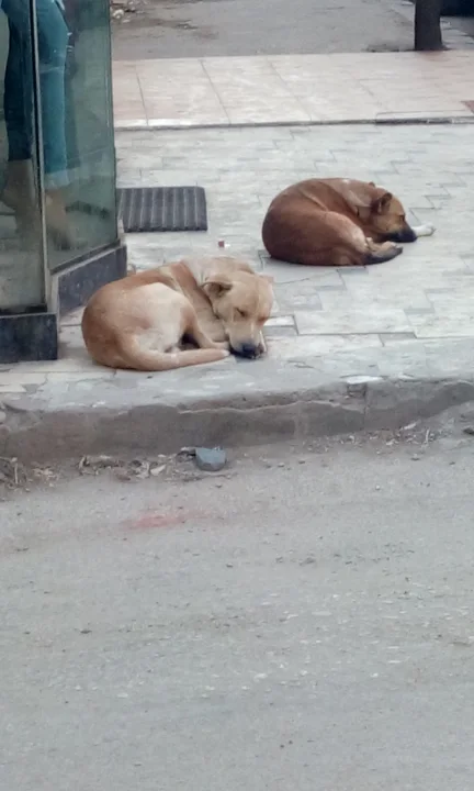 Two dogs curled on a tiled sidewalk · Dog photo — Pictures of Dog