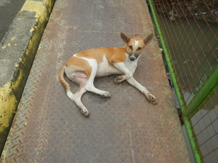 Tan and white dog resting beside a green gate · Dog photo — Pictures of Dog