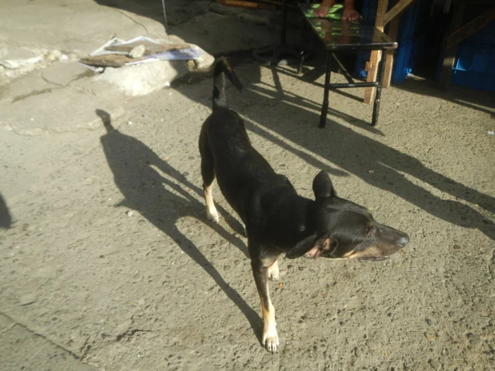 Black dog standing in sunlight on concrete · Dog photo — Pictures of Dog