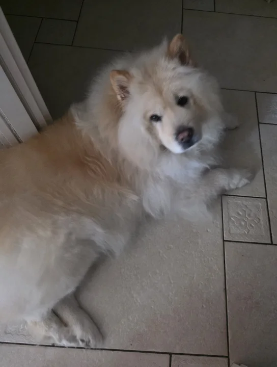 Fluffy pale dog lying on indoor tiles · Dog photo — Pictures of Dog