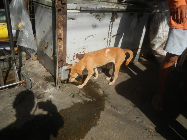 Tan dog beside a wet patch outside a metal door · Dog photo — Pictures of Dog