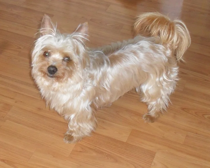 Small pale dog with long fur standing on a wooden floor · Dog photo — Pictures of Dog