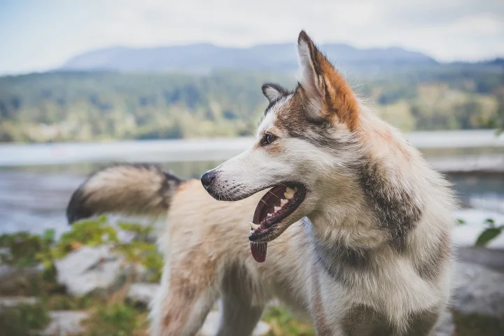 A gray and white dog standing beside a lake and mountains · Dog photo — Pictures of Dog