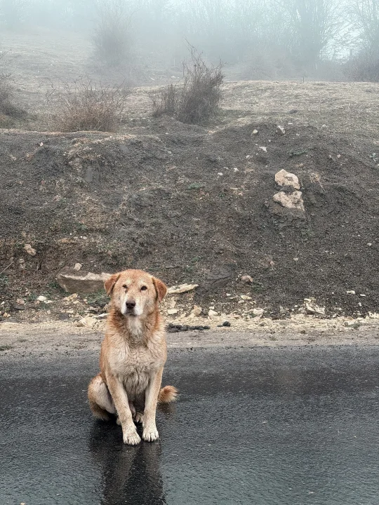Creamy, a dog photo on Pictures of Dog