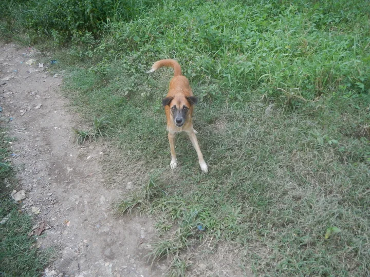 Tan dog looking up from a grassy roadside · Dog photo — Pictures of Dog