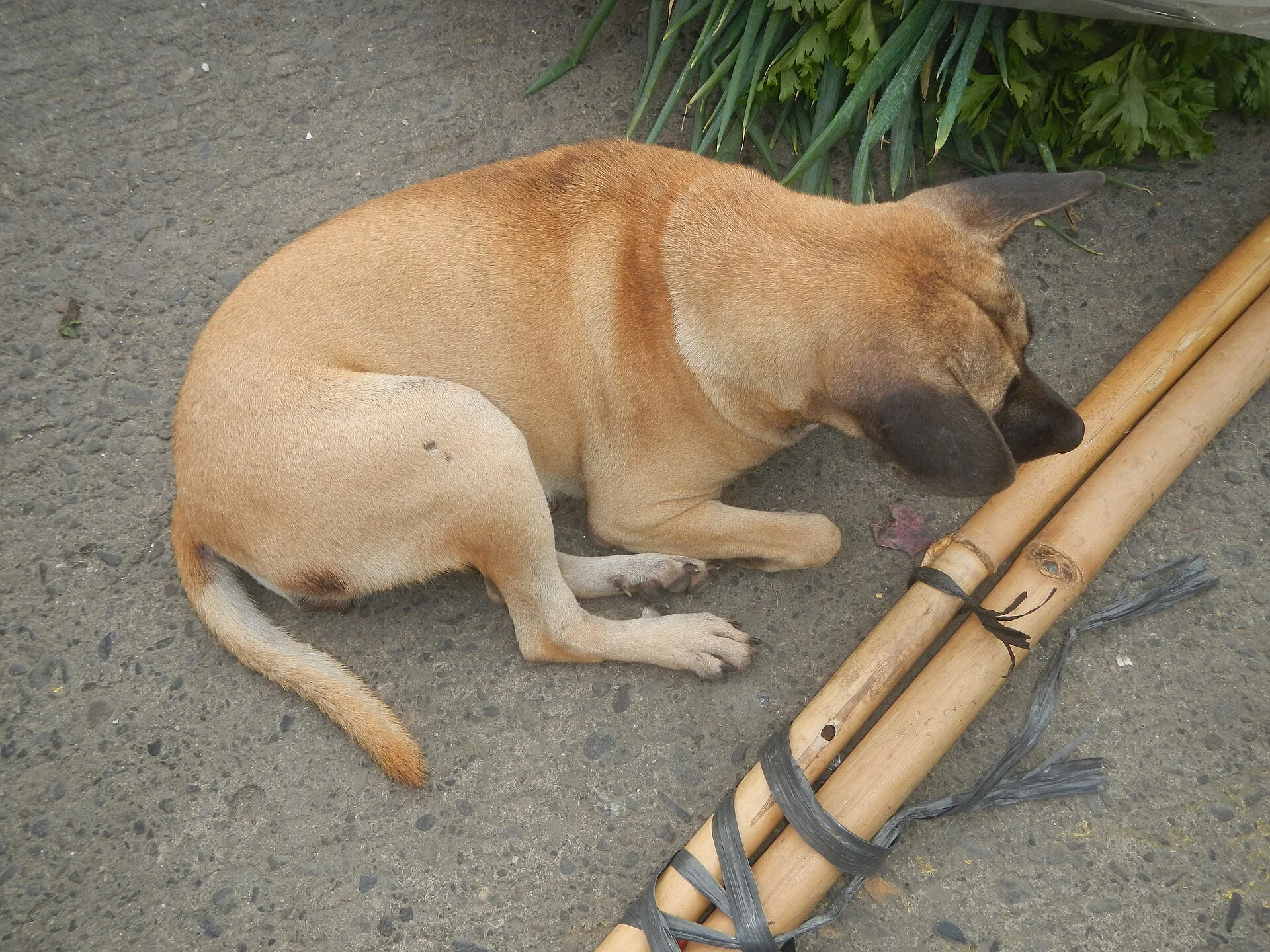 Photos taken during the 2020 coronavirus pandemic in Baliuag, Bulacan New Normal (General Community Quarantine in Baliua, una foto de perro en Pictures of Dog