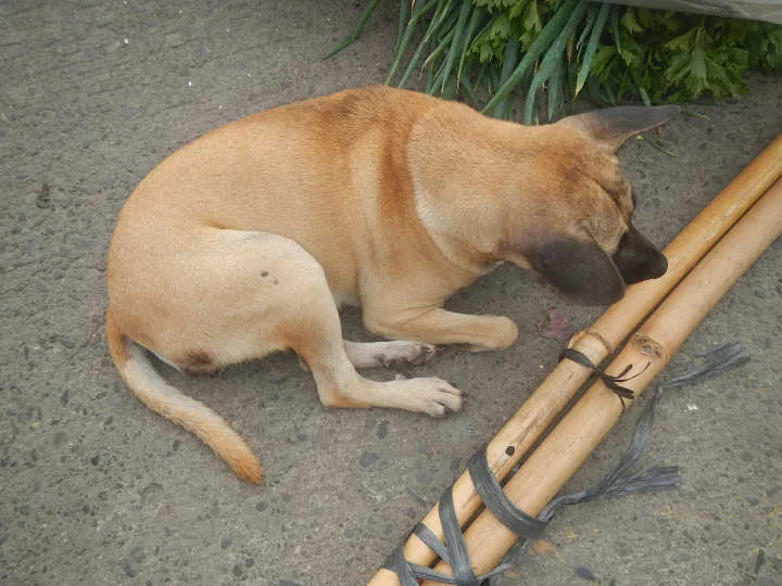 Tan dog curled beside wooden poles · Dog photo — Pictures of Dog