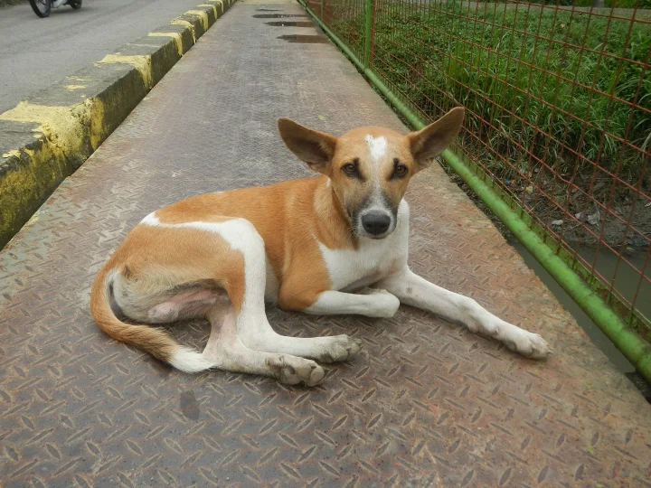 Tan and white dog lying on a metal walkway · Dog photo — Pictures of Dog