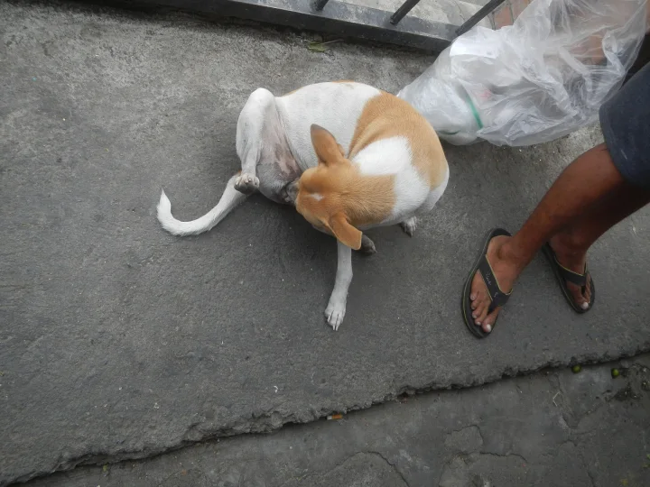 White and brown dog curled beside a person's feet · Dog photo — Pictures of Dog