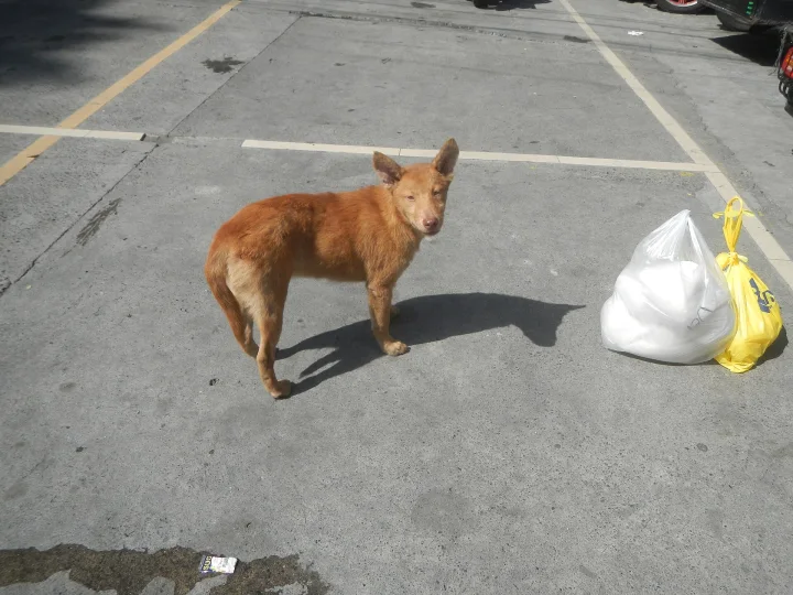Brown dog in a parking space beside white bags · Dog photo — Pictures of Dog