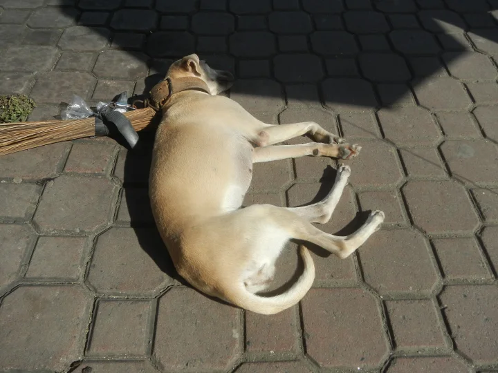White and tan dog resting on paving bricks beside a broom · Dog photo — Pictures of Dog