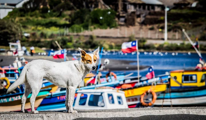 White dog on a dock above colorful boats · Dog photo — Pictures of Dog