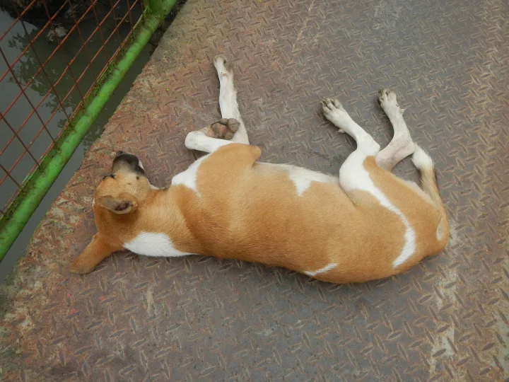 Tan and white dog lying on its back on a metal walkway · Dog photo — Pictures of Dog