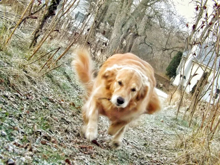 pre-2014, a dog photo on Pictures of Dog