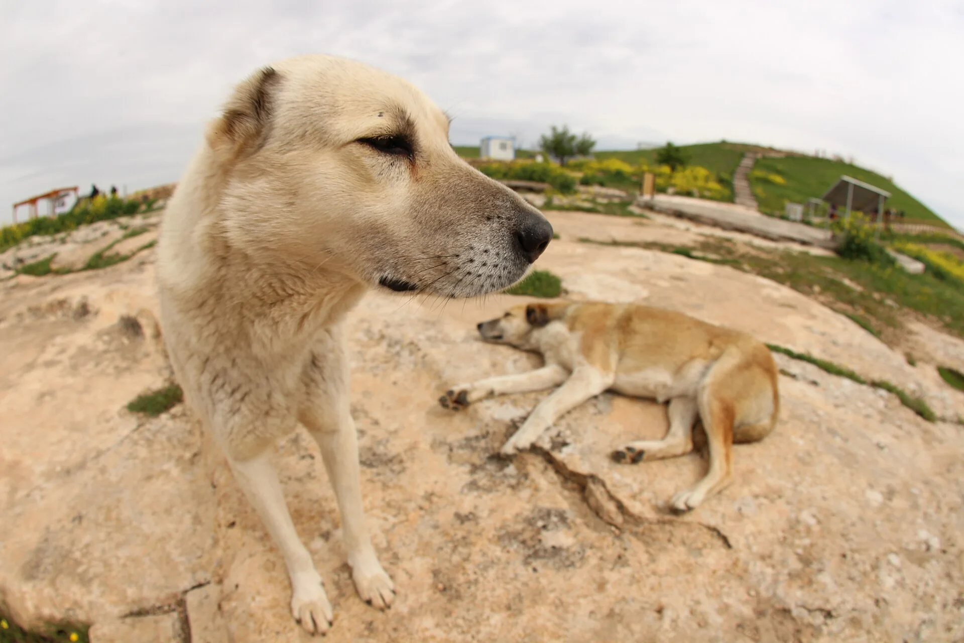 Göbeklitepe 2015, a dog photo on Pictures of Dog