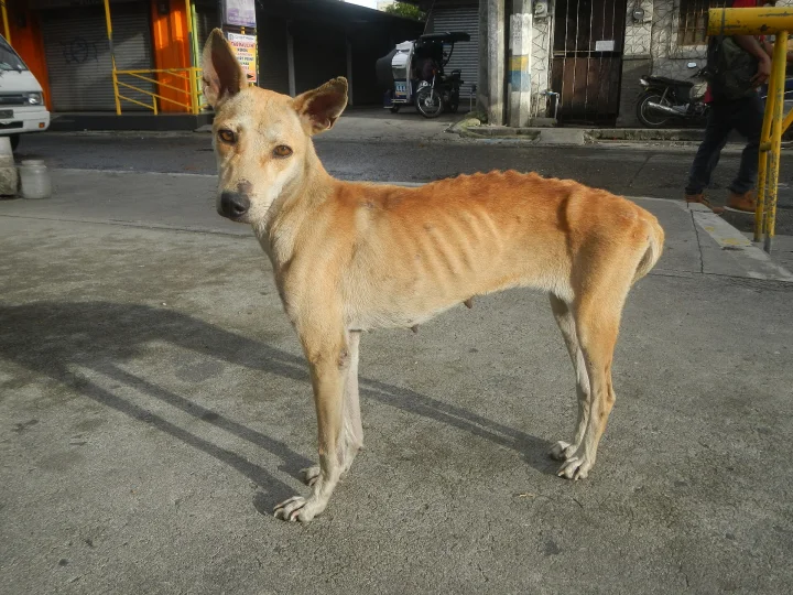 A tan dog standing on pavement outside a building · Dog photo — Pictures of Dog