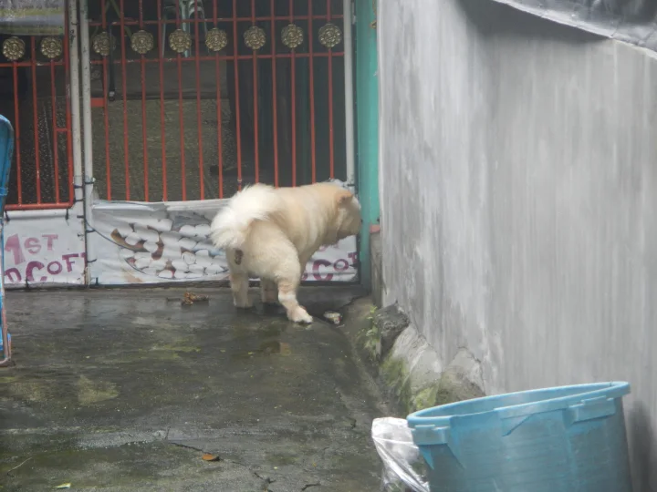 Fluffy pale dog with its muzzle near a wall · Dog photo — Pictures of Dog