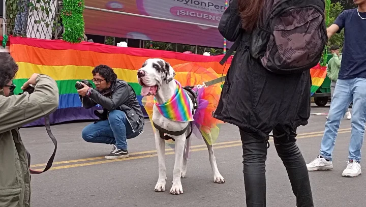 White dog wearing a rainbow cloth among people · Dog photo — Pictures of Dog