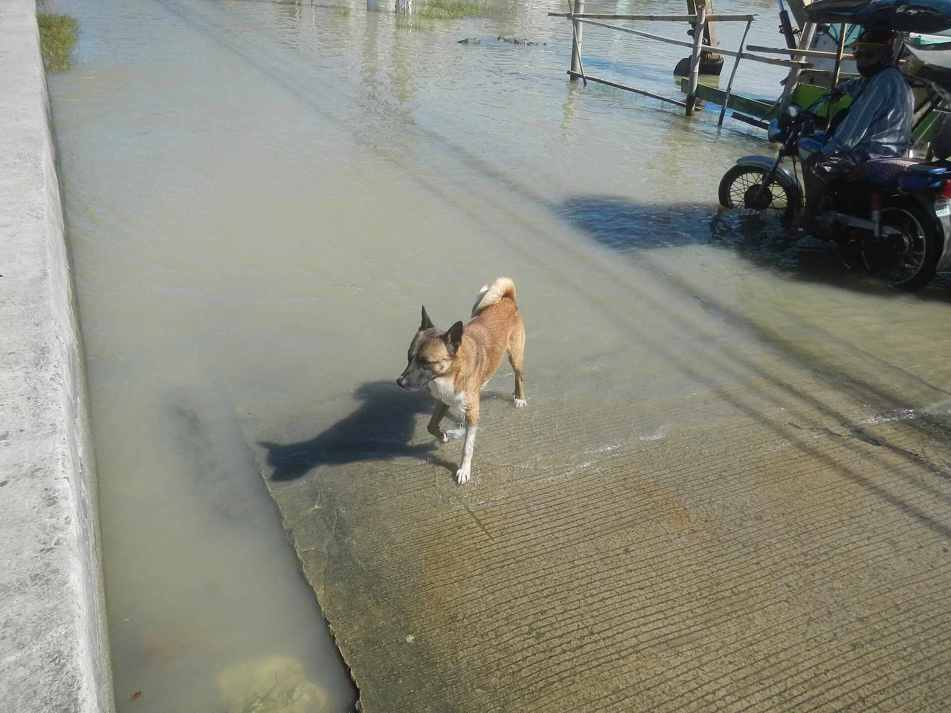 Aftermath of Typhoon Vamco - Floodwater in Hagonoy, Bulacan, ein Hund-Foto auf Pictures of Dog