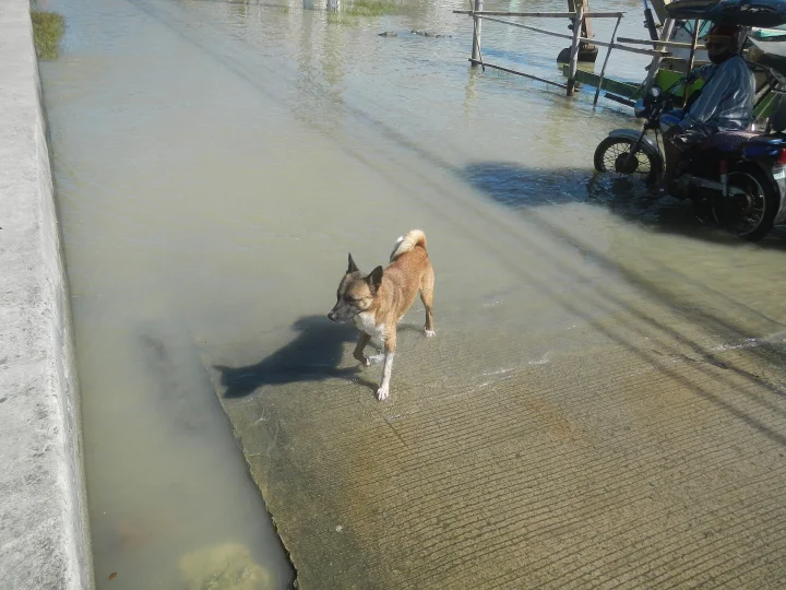 Tan and white dog beside water on a street · Dog photo — Pictures of Dog