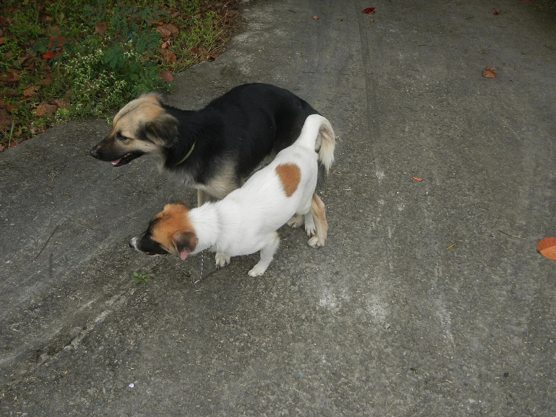 함께 걷는 강아지들, a dog photo on Pictures of Dog