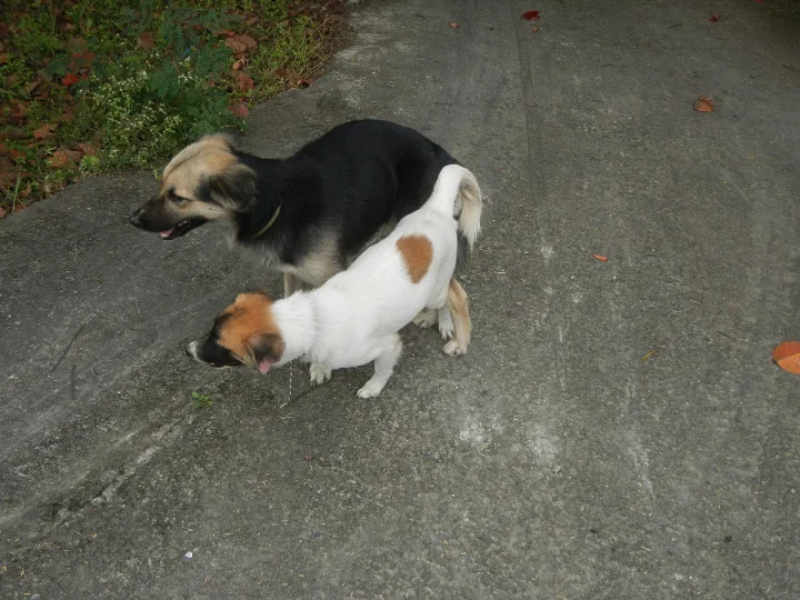 함께 걷는 강아지들, a dog photo on Pictures of Dog