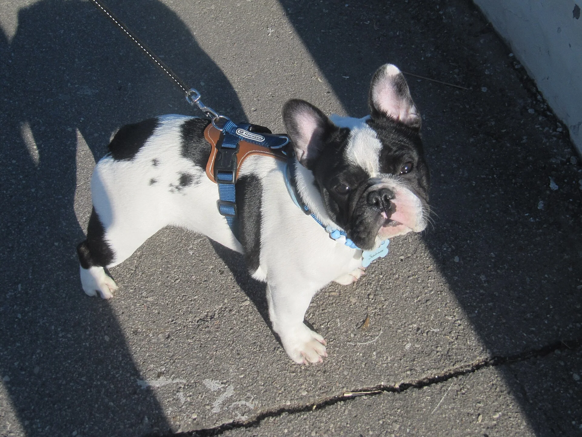 Пёсик Зайчик, Саратов, a dog photo on Pictures of Dog