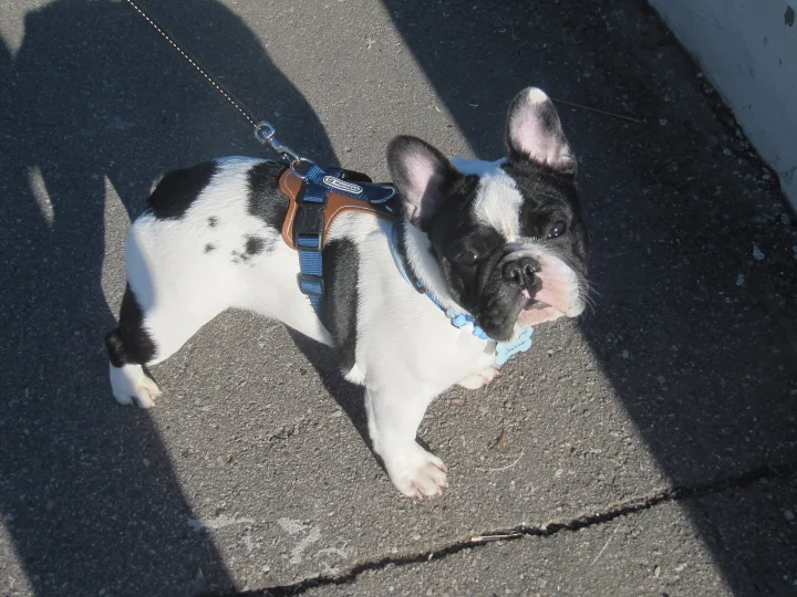 Black and white puppy wearing a harness on paving stones · Dog photo — Pictures of Dog