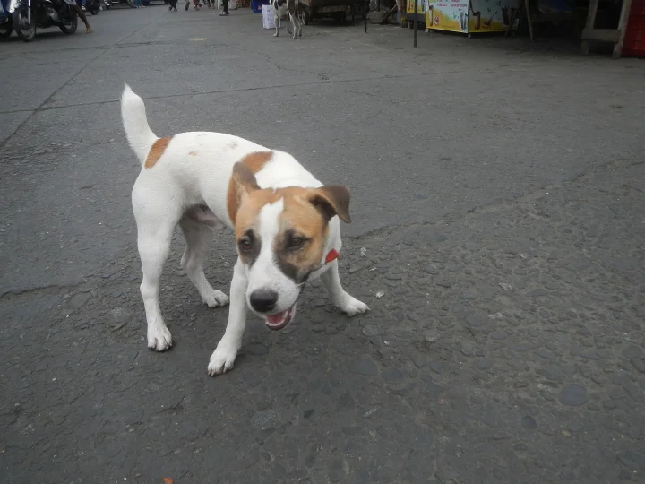White and brown dog facing the camera on a street · Dog photo — Pictures of Dog