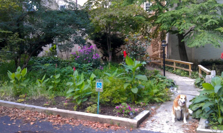 A small dog on a garden path among flowering plants · Dog photo — Pictures of Dog