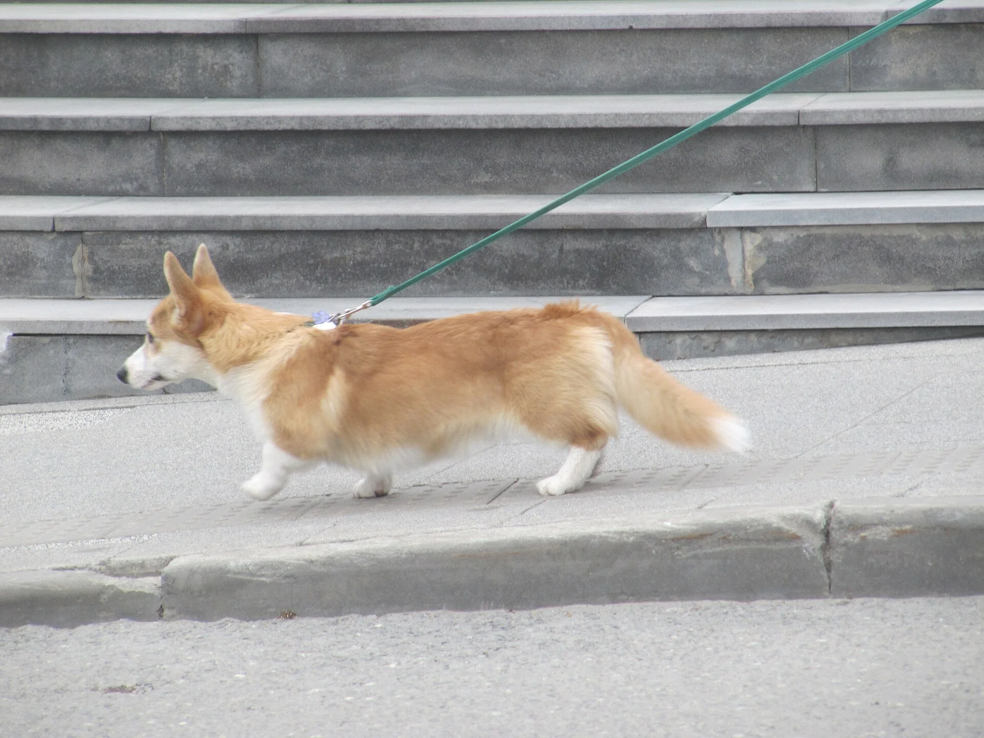 Вельш-корги идёт, Саратов, Россия, a dog photo on Pictures of Dog