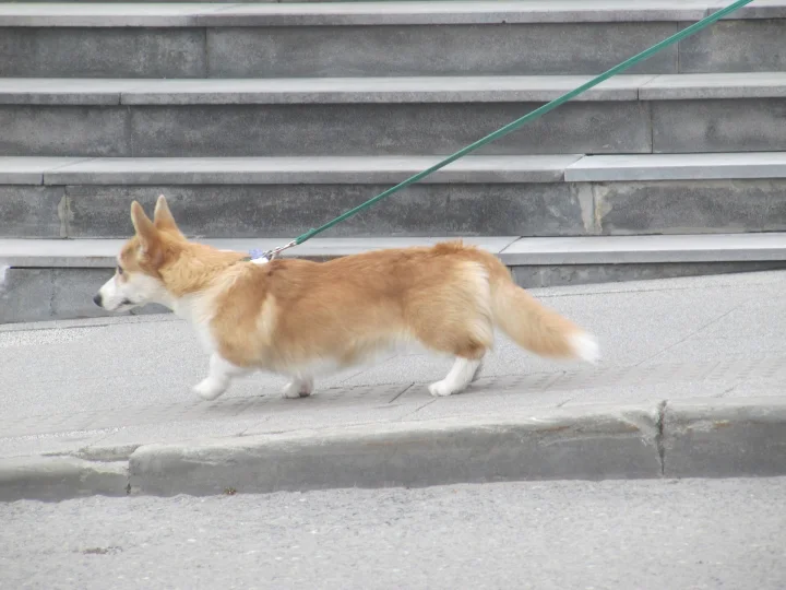 Short-legged tan and white dog walking on a lead · Dog photo — Pictures of Dog