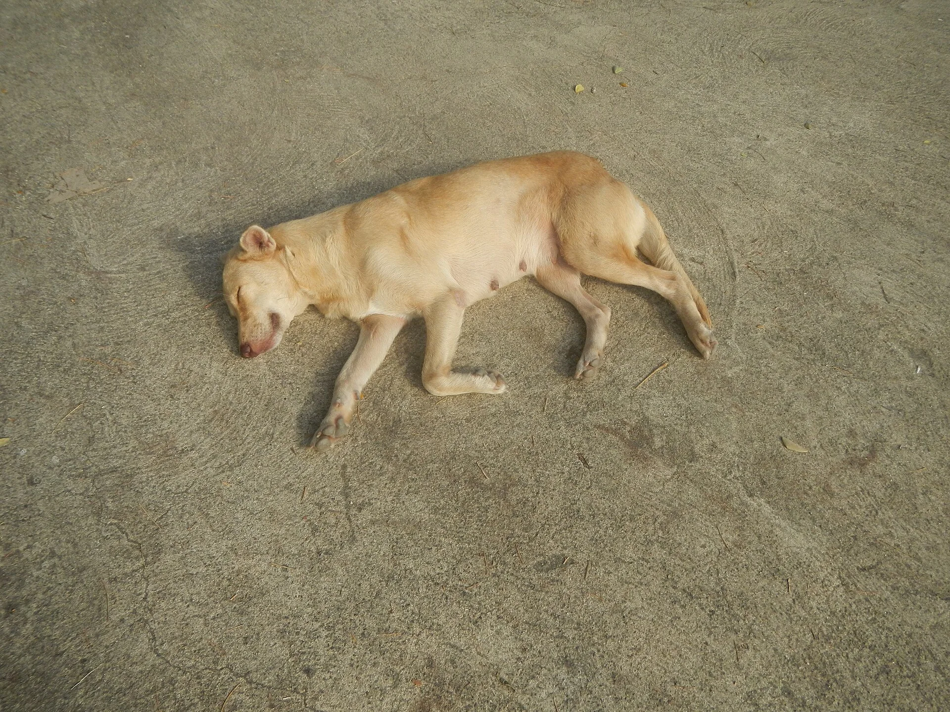 Bustos Dam Eco Park, a dog photo on Pictures of Dog
