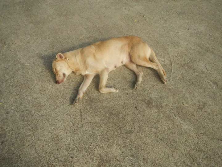Bustos Dam Eco Park, a dog photo on Pictures of Dog