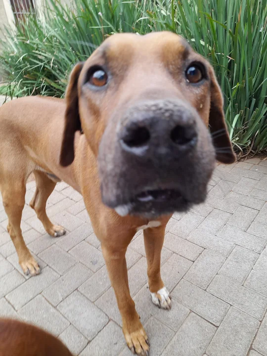Tan dog photographed close up on a brick path · Dog photo — Pictures of Dog