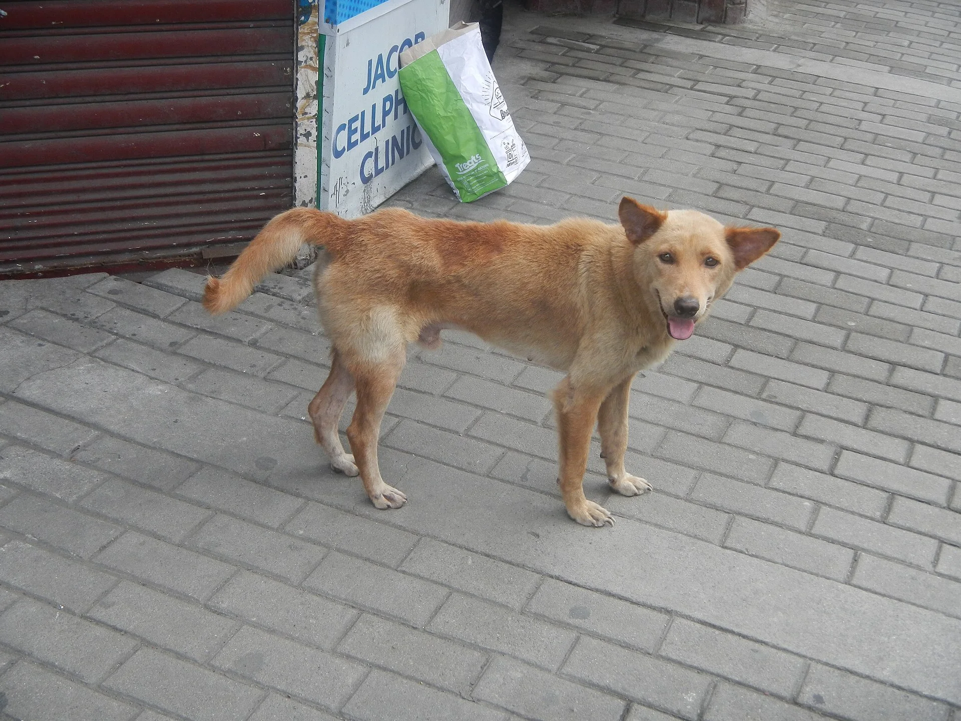 Photos taken during the 2020 coronavirus pandemic in Baliuag, Bulacan Timeline of the 2020 coronavirus pandemic in the P, a dog photo on Pictures of Dog