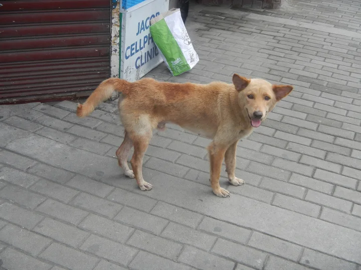 Photos taken during the 2020 coronavirus pandemic in Baliuag, Bulacan Timeline of the 2020 coronavirus pandemic in the P, a dog photo on Pictures of Dog