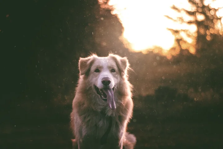 Long-haired dog moving toward the camera in warm evening light · Dog photo — Pictures of Dog