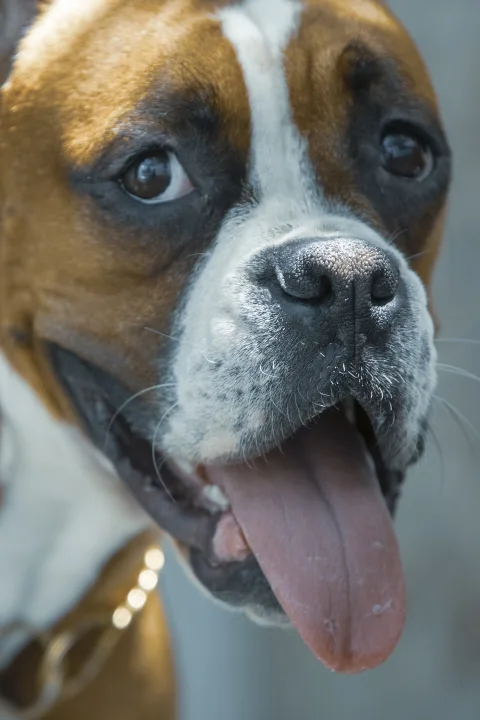 Close-up of a brown dog with a white muzzle and its tongue out · Dog photo — Pictures of Dog