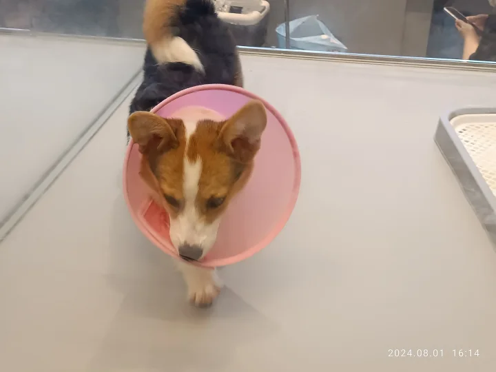 A brown and white dog wearing a pink protective collar · Dog photo — Pictures of Dog
