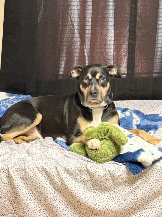 Black and tan dog on a bed beside a green toy · Dog photo — Pictures of Dog