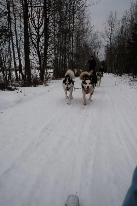 Dogs pulling a sled along a snow-covered woodland trail · Dog photo — Pictures of Dog