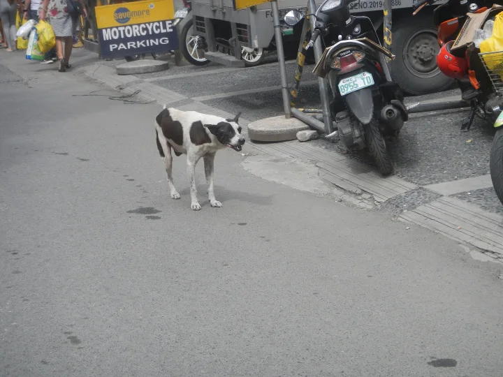 Black and white dog near a motorcycle parking sign · Dog photo — Pictures of Dog
