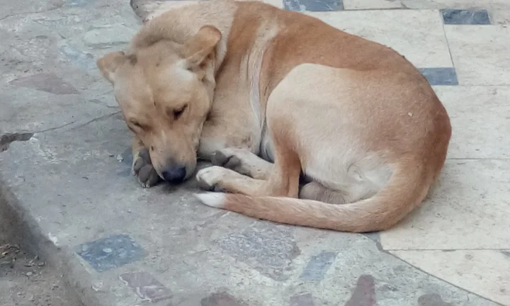 Tan dog curled on a patterned tile floor · Dog photo — Pictures of Dog