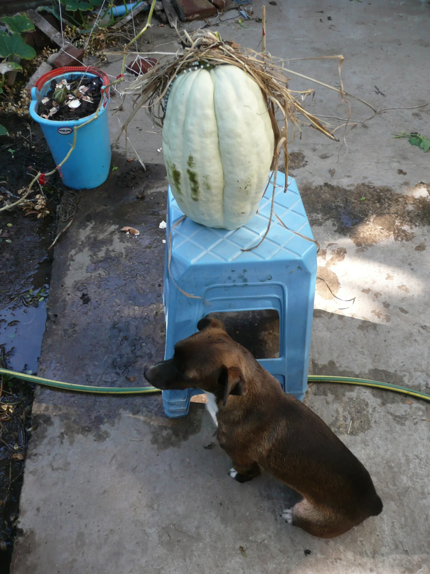 Cucurbita maxima "Zapallo Plomo" (seller Florensa). Fortín Olavarría town, Buenos Aires province, Argentina., una foto de perro en Pictures of Dog