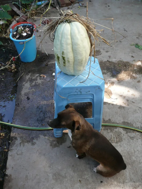 Brown dog beside a large pale squash on a blue stool · Dog photo — Pictures of Dog