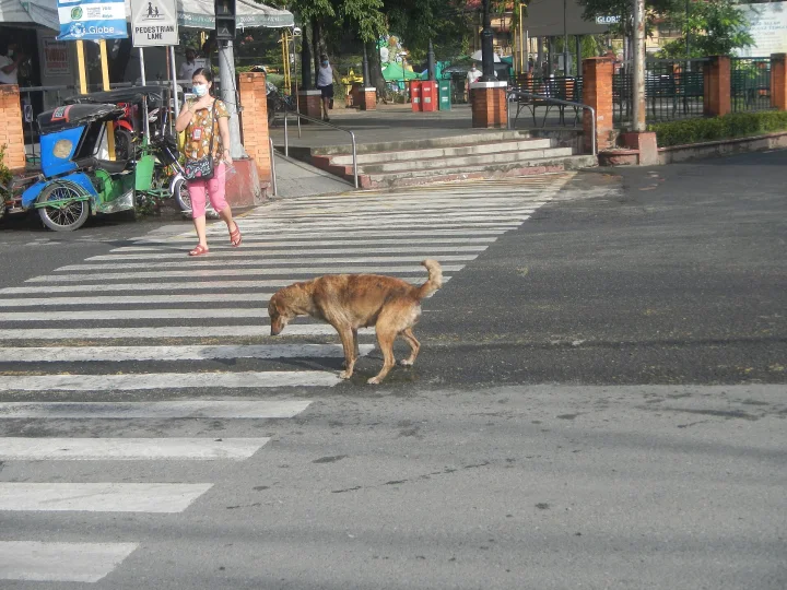 Brown dog crossing white road stripes near shops · Dog photo — Pictures of Dog