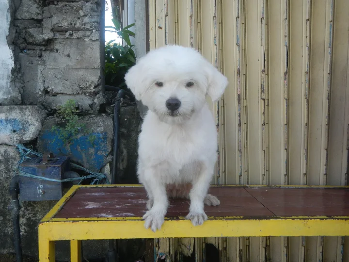 Small white dog sitting on a yellow bench · Dog photo — Pictures of Dog